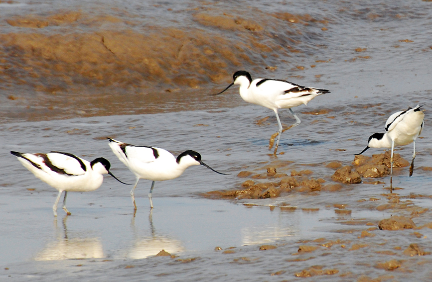 天津濱海沿海灘涂濕地迎遷徙候鳥棲息。戈榮喜攝