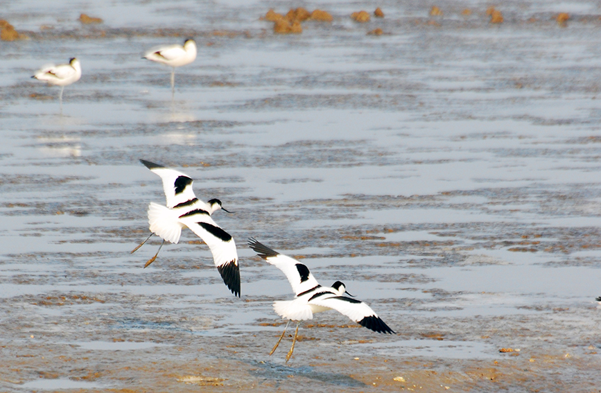 天津滨海沿海滩涂湿地迎迁徙候鸟栖息。戈荣喜摄