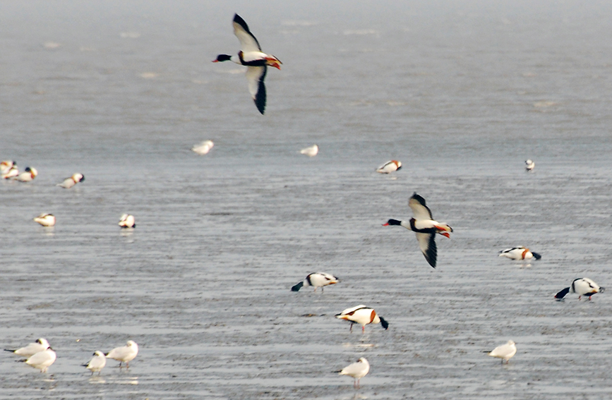 天津濱海沿海灘涂濕地迎遷徙候鳥棲息。戈榮喜攝