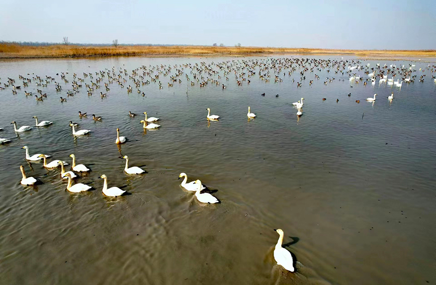 大雁和小天鹅在北大港湿地自然保护区嬉戏。刘培翔摄