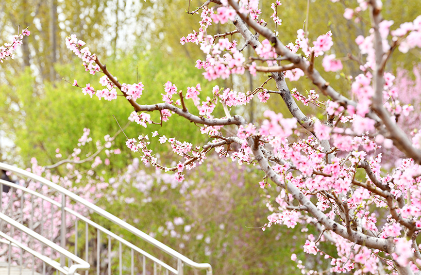 四月春暖花开，津溪桃源一片花海。刘莉娜摄