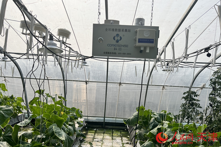 在科芯（天津）生态农业科技有限公司的精准灌溉智能化、水肥一体数字化设备的加持下，大棚内的蔬菜郁郁葱葱，长势喜人。    人民网 孙翼飞摄