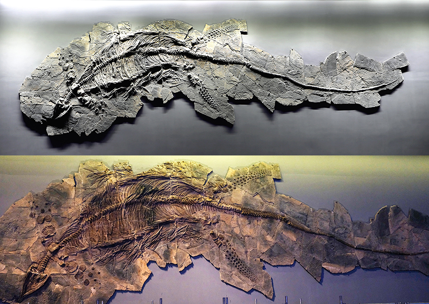 魚龍化石修復前（上圖）包裹在灰色的圍岩中，修復后（下圖）骨骼細微的部分清晰地呈現。賈磊攝