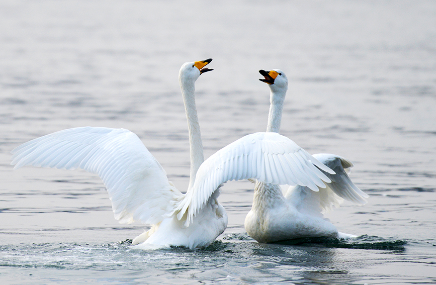 在天津市静海区团泊鸟类自然保护区，鸟类嬉戏。天津市静海区委宣传部供图