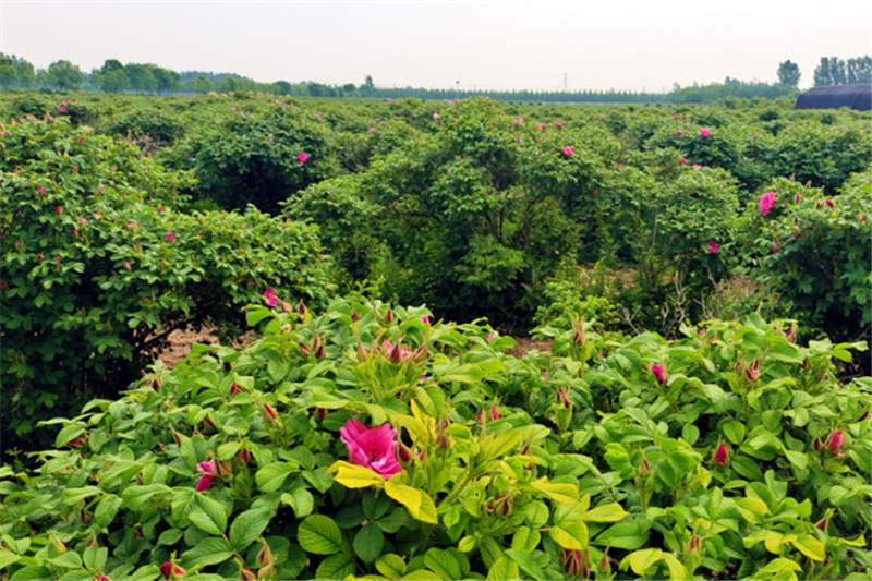 西刘举人庄村的食用玫瑰种植基地。天津市农业农村委供图