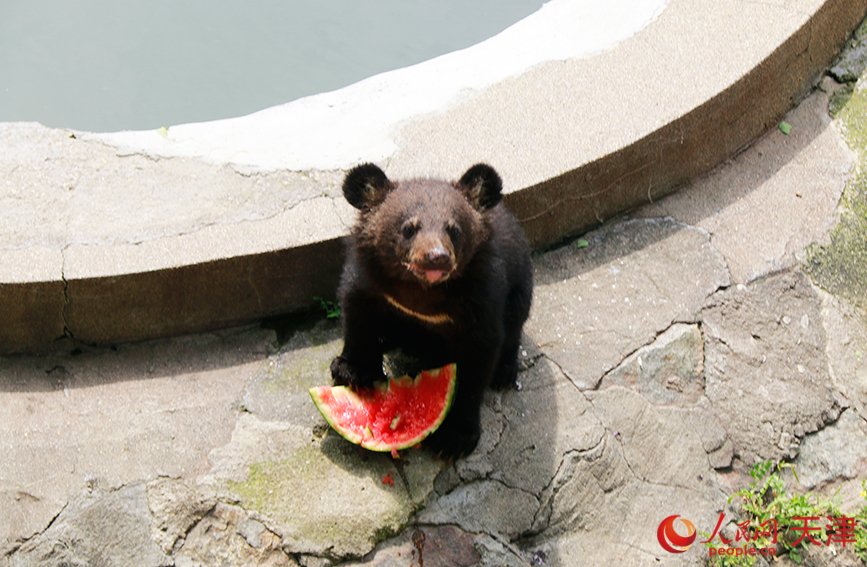 亚洲黑熊宝宝在吃西瓜。人民网记者 唐心怡摄