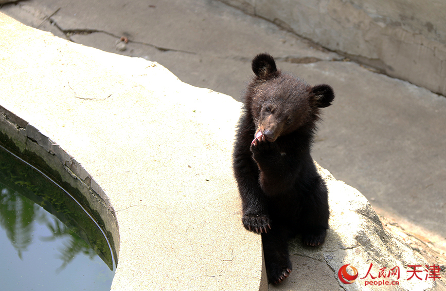 亚洲黑熊在水池边玩耍。人民网记者 唐心怡摄