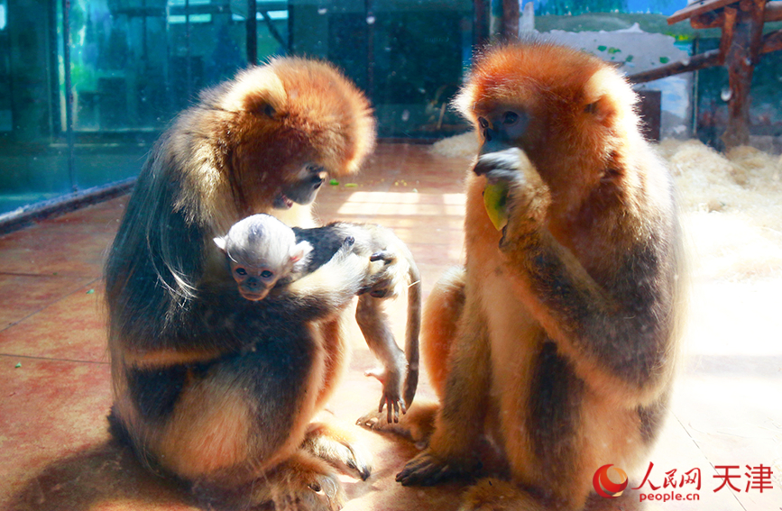 川金絲猴媽媽在照顧寶寶。人民網記者 唐心怡攝