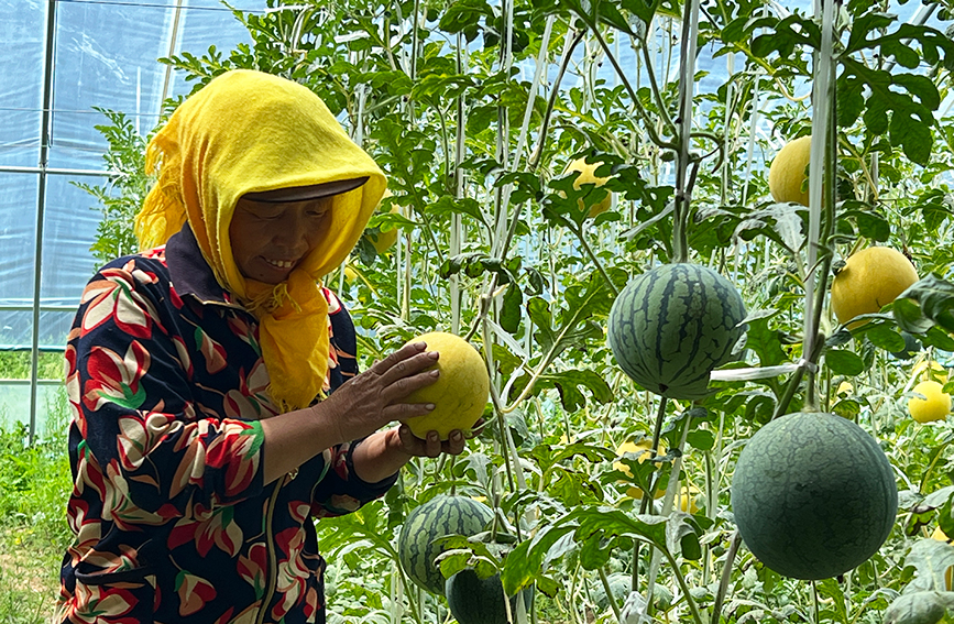 農民採收西瓜。王震攝