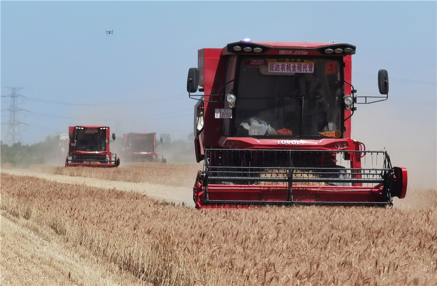 大型小麦联合收割机开足马力在麦田中穿梭忙碌。戈荣喜摄