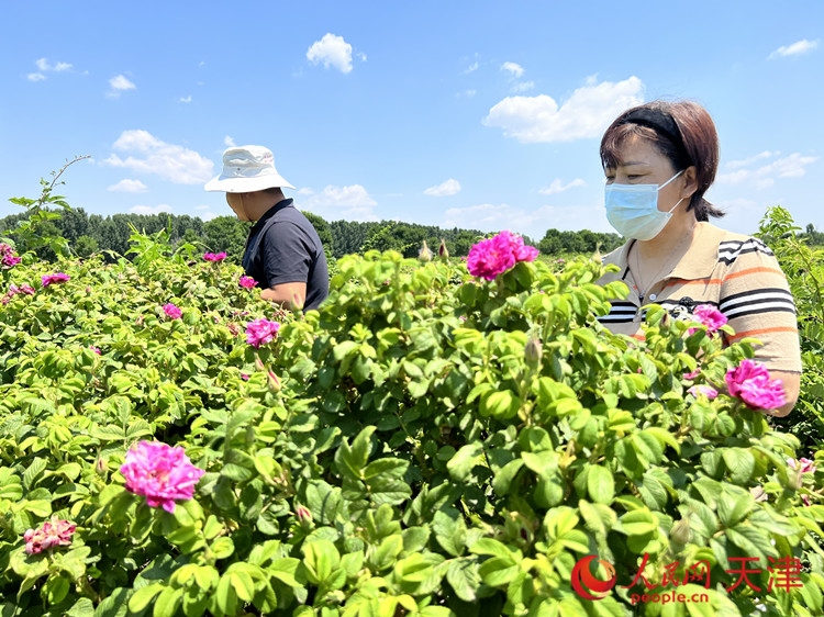 廣晟玫瑰種植基地的工人們正在採摘食用玫瑰花。人民網記者 孫翼飛攝
