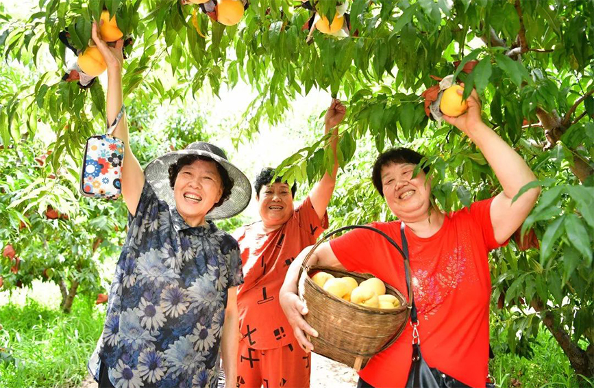同心助农，让“滞销桃”变成“爱心桃”。武清区委宣传部供图