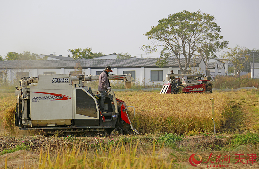 自動化農機進行水稻收割。人民網記者 崔新耀攝