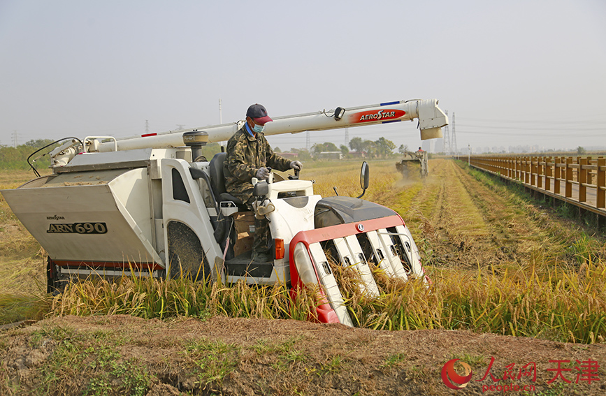 自动化农机进行水稻收割。人民网记者 崔新耀摄