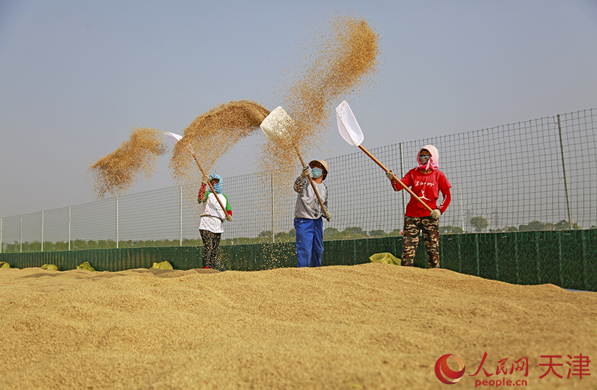 村民晾晒刚刚收获的稻米。人民网记者 崔新耀摄