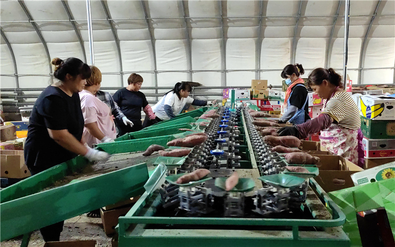農民在岳龍鎮高品質紅薯基地工作，進行紅薯分揀。岳龍鎮農辦供圖