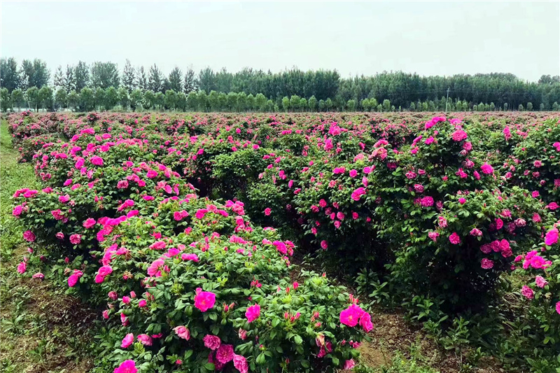 西劉舉人庄村食用玫瑰種植基地。西劉舉人庄村供圖
