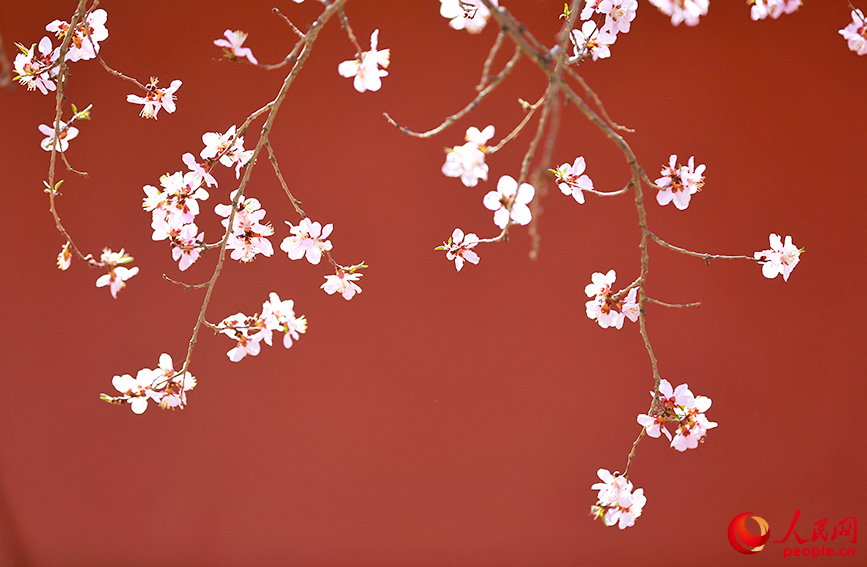 紅牆映襯下的桃花格外美麗。人民網記者 崔新耀攝