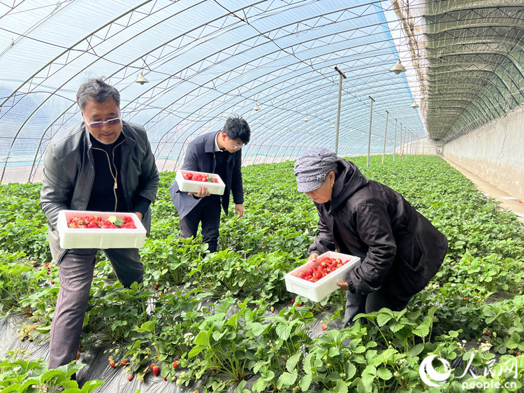 从焕清（左一）帮游客采摘草莓。人民网记者 孙翼飞摄