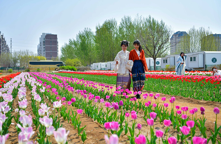 游客在景区驻足赏花。武清区委宣传部供图