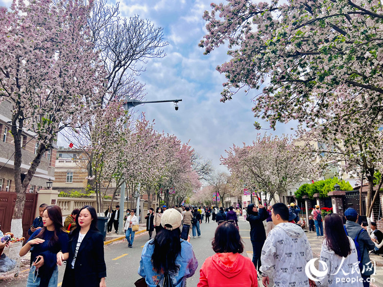 清明节后，前往天津五大道赏花的游客络绎不绝。人民网记者 孙翼飞摄