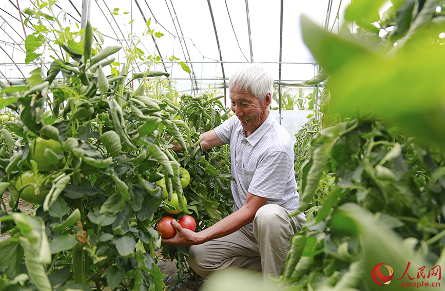 欢坨村的西红柿喜获丰收。人民网记者 崔新耀摄