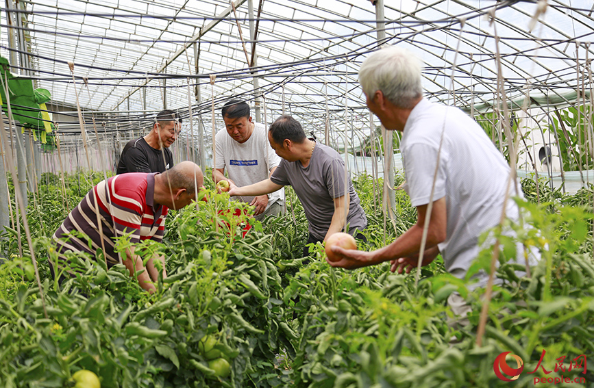 村民收获西红柿。人民网记者 崔新耀摄