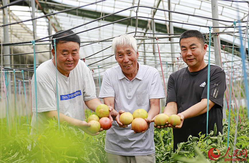 村民收获西红柿。人民网记者 崔新耀摄