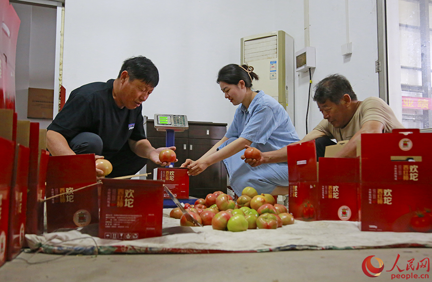 村民将西红柿分拣、装箱。人民网记者 崔新耀摄