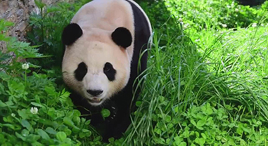 大熊猫福宝近距离和镜头贴贴