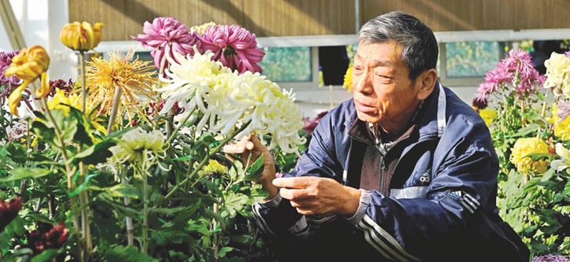 中国菊艺大师叶家良在花圃里照看菊花，他及团队培育的菊花吸引着众多观众。姚文生 摄