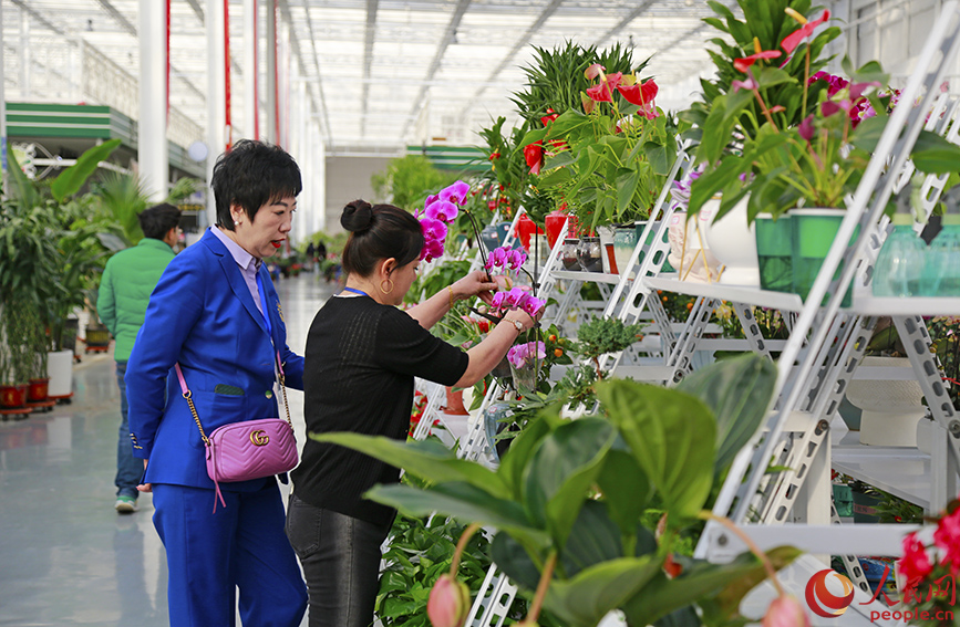 盛開的花卉增添了濃郁的節日喜慶氛圍。人民網記者 崔新耀攝