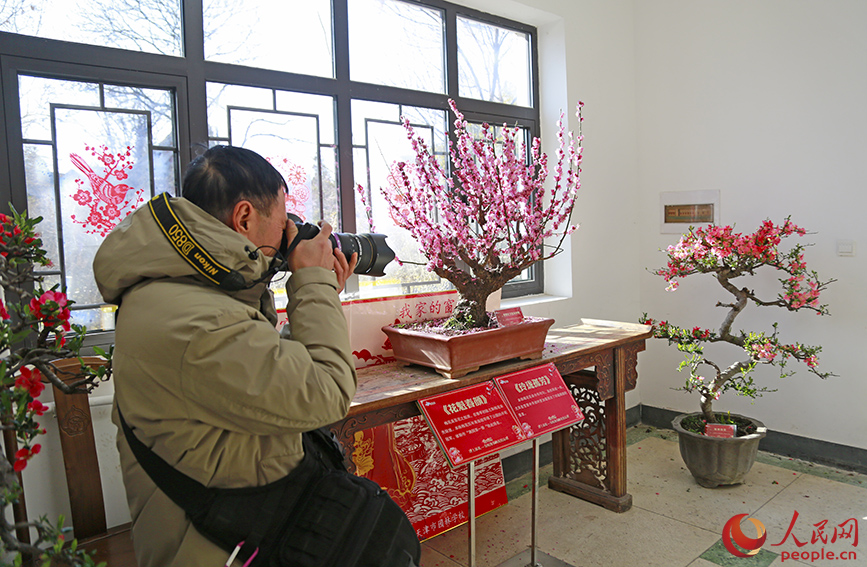 游客打卡梅花精品展。人民網記者 崔新耀攝