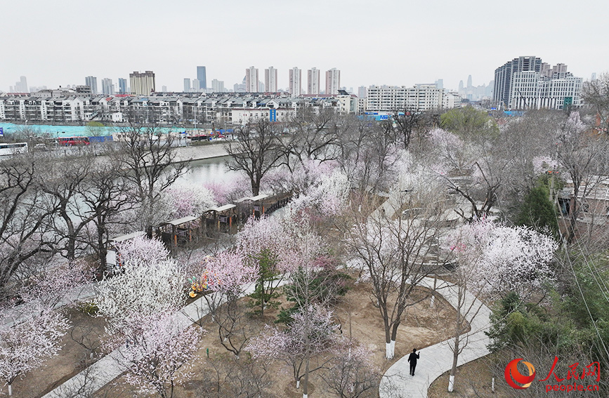 北運河畔桃花開，處處洋溢著春天的氣息。人民網 楊僧宇攝