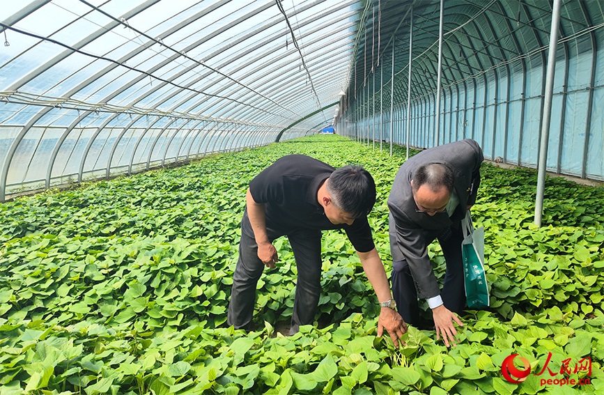 天津市宁河区岳龙镇大良庄村村委会书记张立军（左）正在查看红薯苗长势。人民网 郭维瑾摄