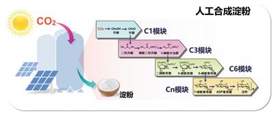 利用人工途徑從二氧化碳合成澱粉示意圖。