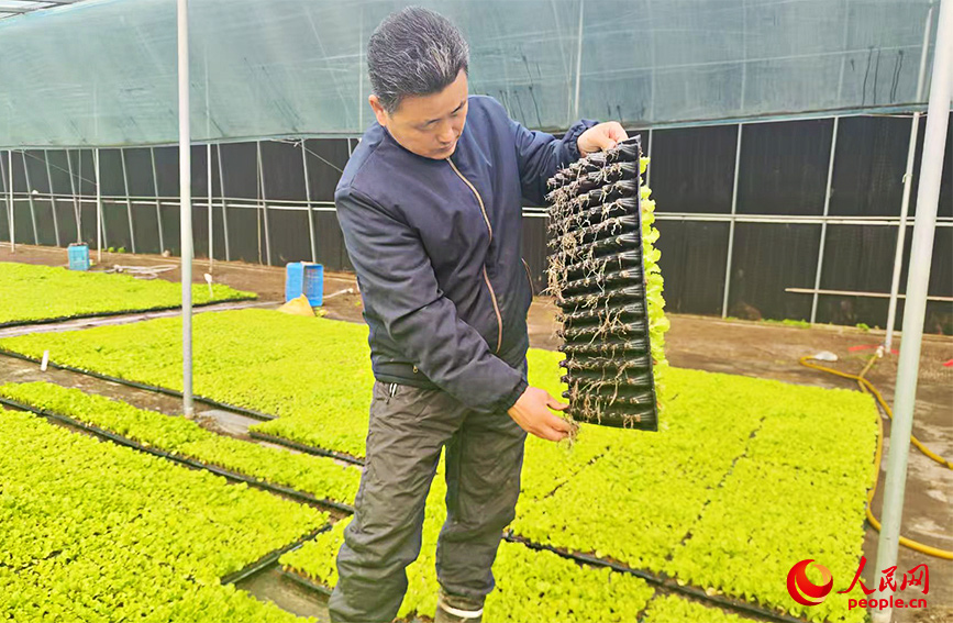 李宏光正在清理苗盤根系。人民網記者 郭維瑾攝