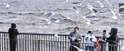 東疆海貝樂園的觀海棧道上，游客迎著海風投喂鷗群。