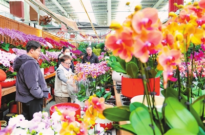 圖為西青區大寺鎮榮大花卉市場。
