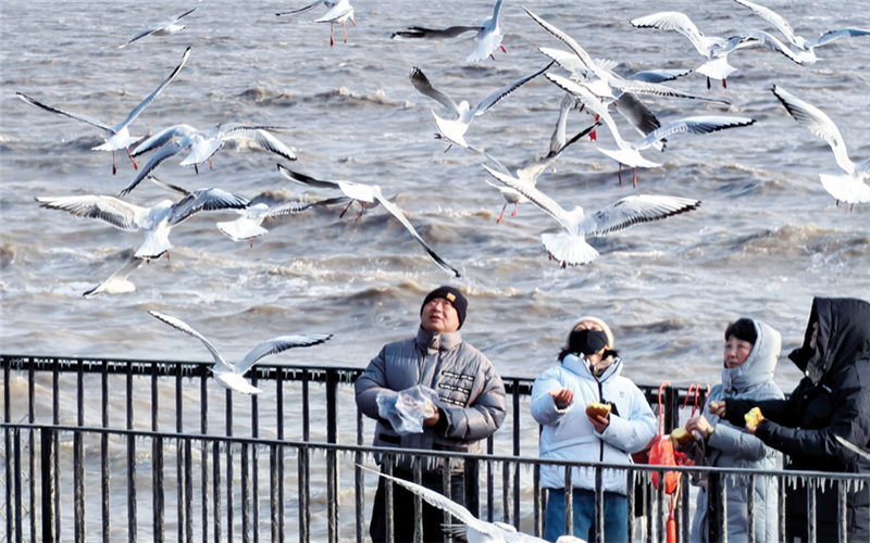 今冬 东疆的海更“招人”