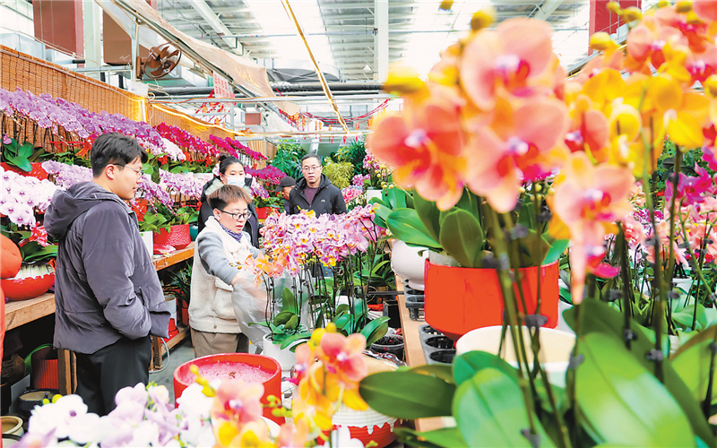 冬日有“春意” 此处别样红