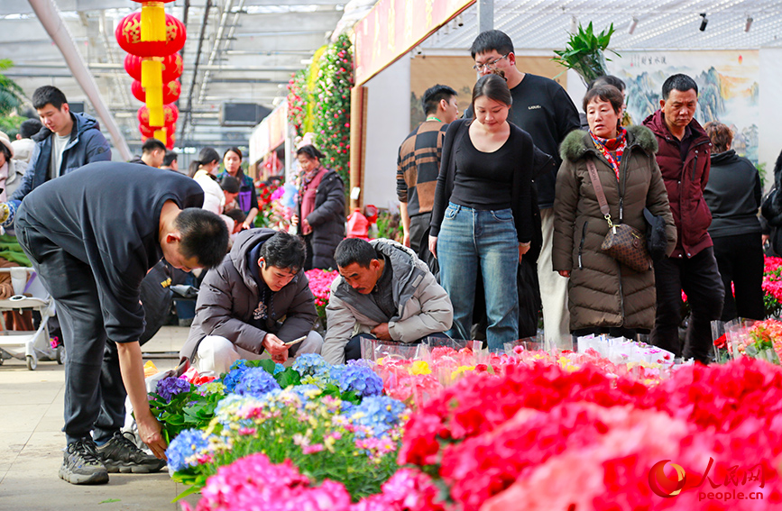 市民在花卉市場採買年宵花。人民網記者 崔新耀攝