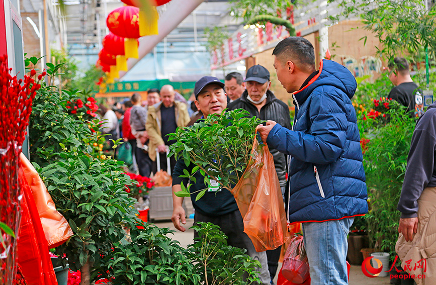 市民在花卉市場採買年宵花。人民網記者 崔新耀攝