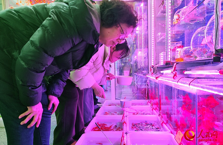 顾客在宝鸡东道花鸟鱼虫市场选购观赏鱼。人民网记者 郭维瑾摄