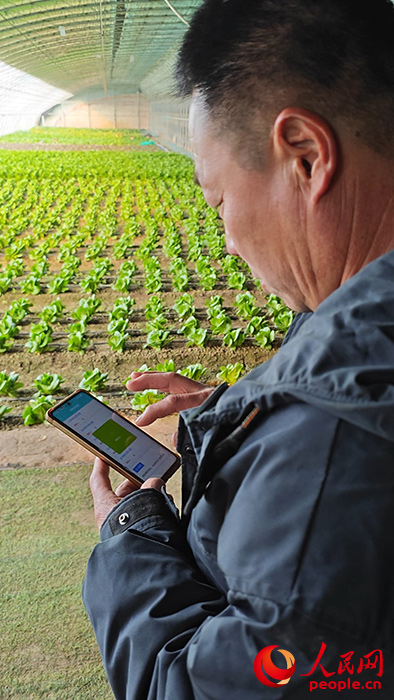 郝健用手機打開大棚保溫被。人民網記者 孫一凡攝
