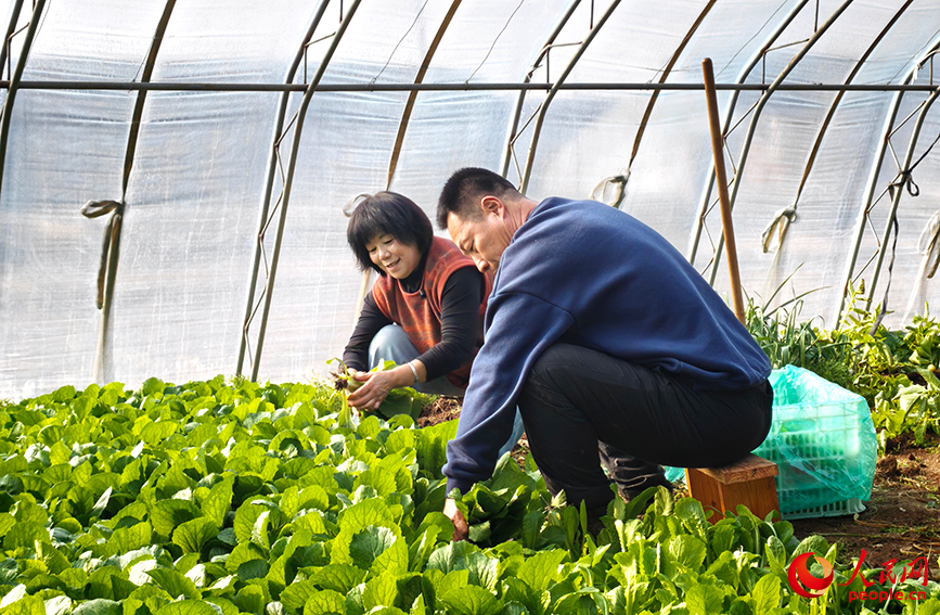 郝健、張鳳文夫婦在蔬菜大棚摘菜。人民網記者 孫一凡攝