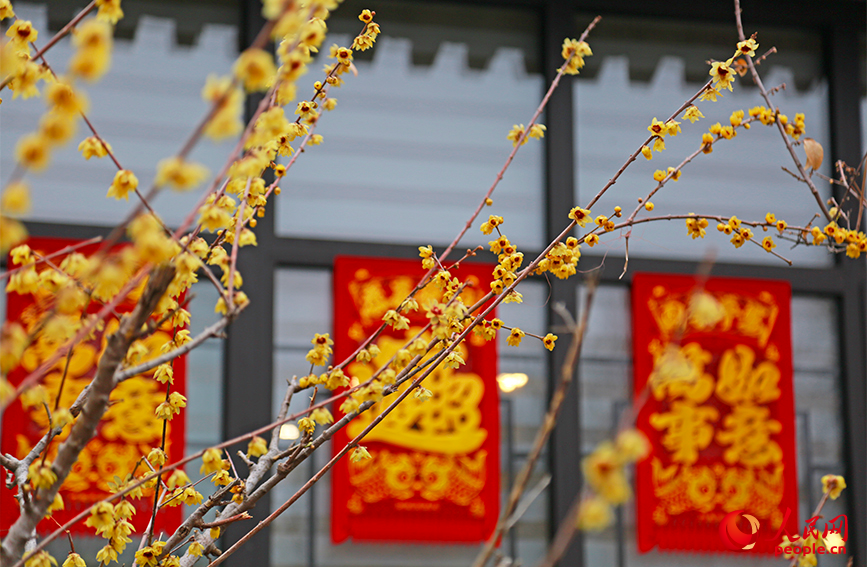 臘梅金花朵朵，與懸挂的紅“吊錢”相互輝映，在陽光下織就一幅喜慶的早春圖景。人民網記者 崔新耀攝