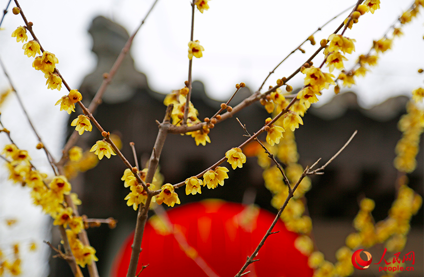 腊梅金黄的花朵缀满枝头，为津城捎来春的消息。人民网记者 崔新耀摄