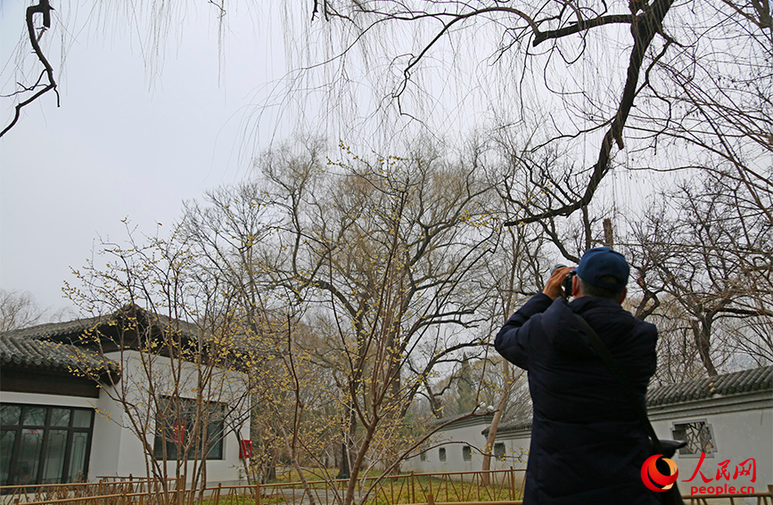 市民在天津水上公园赏梅。人民网记者 崔新耀摄