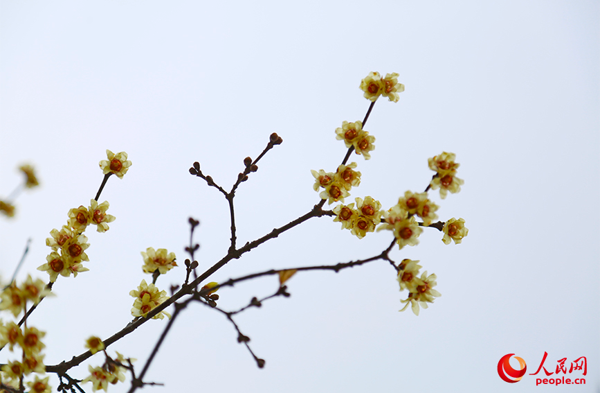 臘梅金黃的花朵綴滿枝頭。人民網記者 崔新耀攝